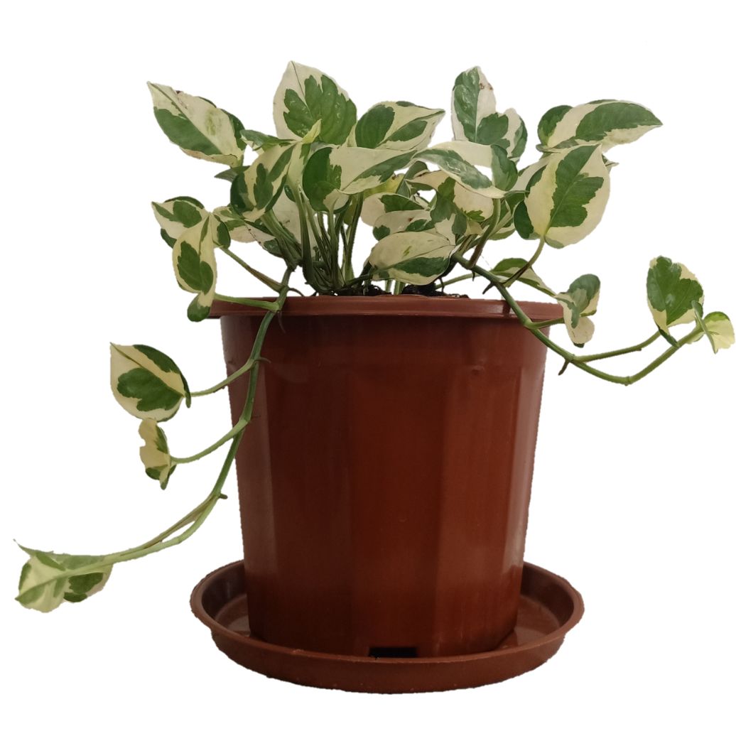 Pothos N&#39;Joy