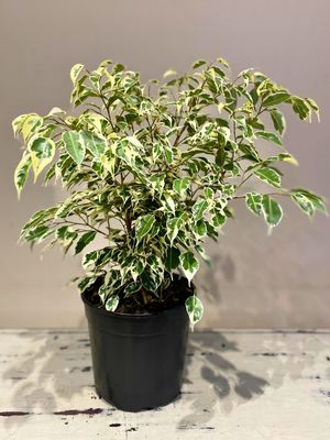 Weeping Fig Twilight