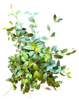Zebra basket vine