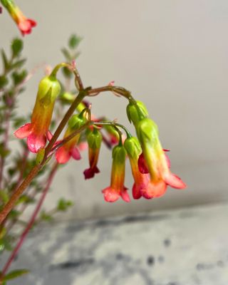 Coral bells