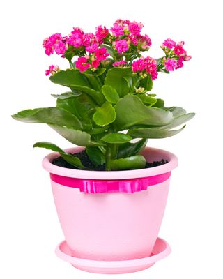 Kalanchoe - Flaming Katy