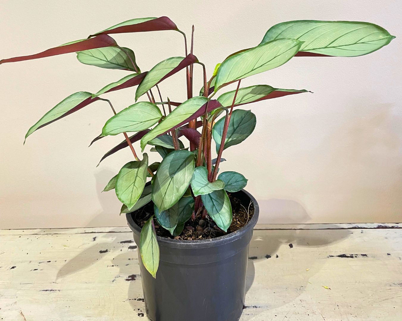 Grey Star Prayer Plant, Choose your size and pot: 16.5cm Standard nursery pot