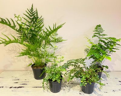 Fern Combo