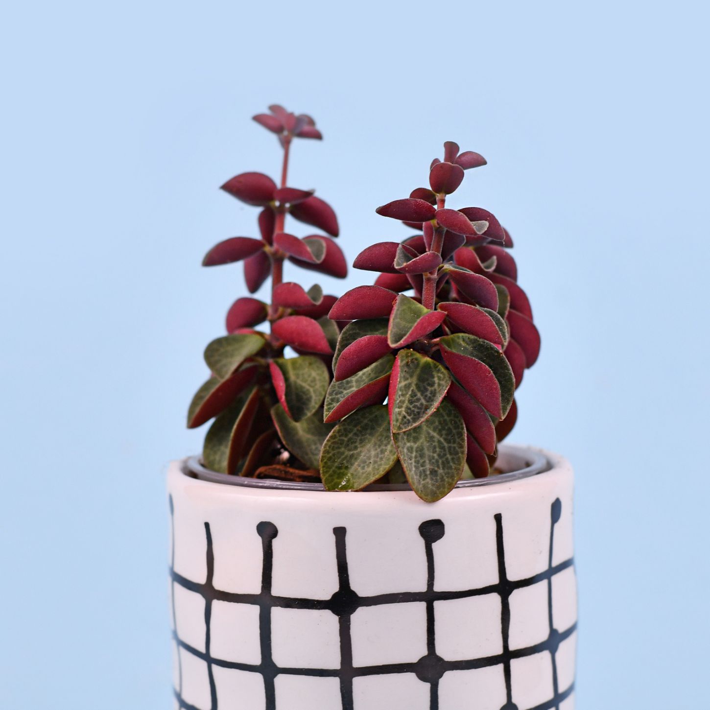 Red stem Peperomia
