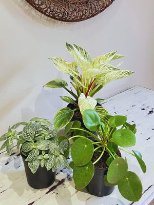 Bargain Bundle - October
