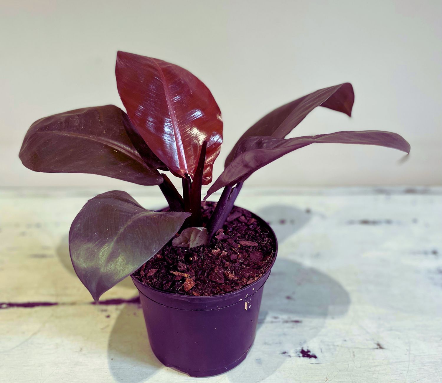 Philodendron Black cardinal