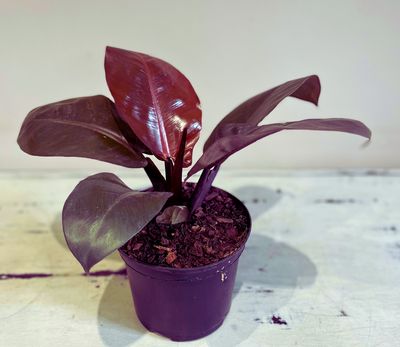 Philodendron Black cardinal Philodendron Black cardinal