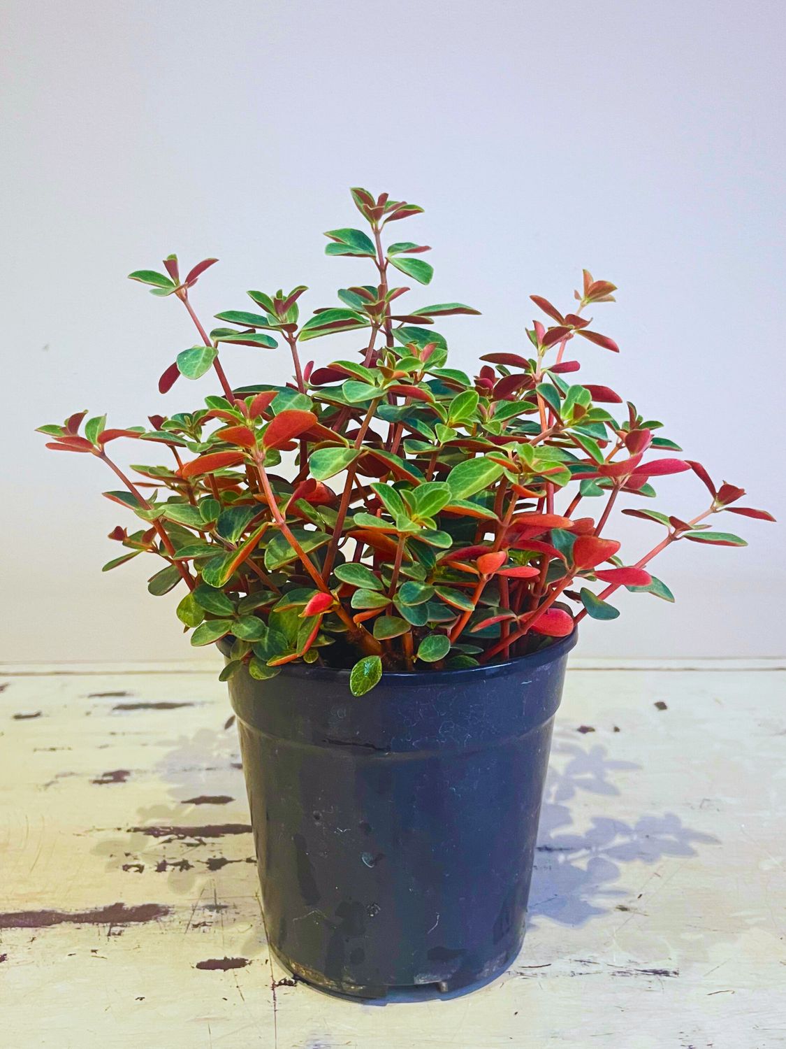 Red log peperomia