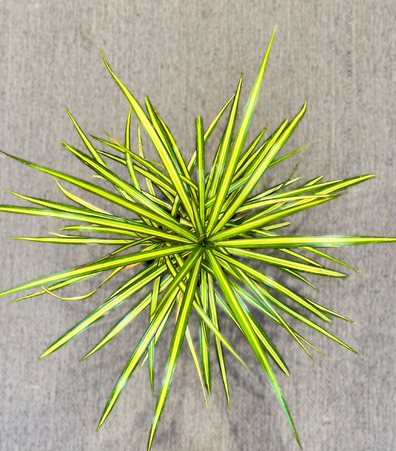 Kiwi Dragon Plant gold
