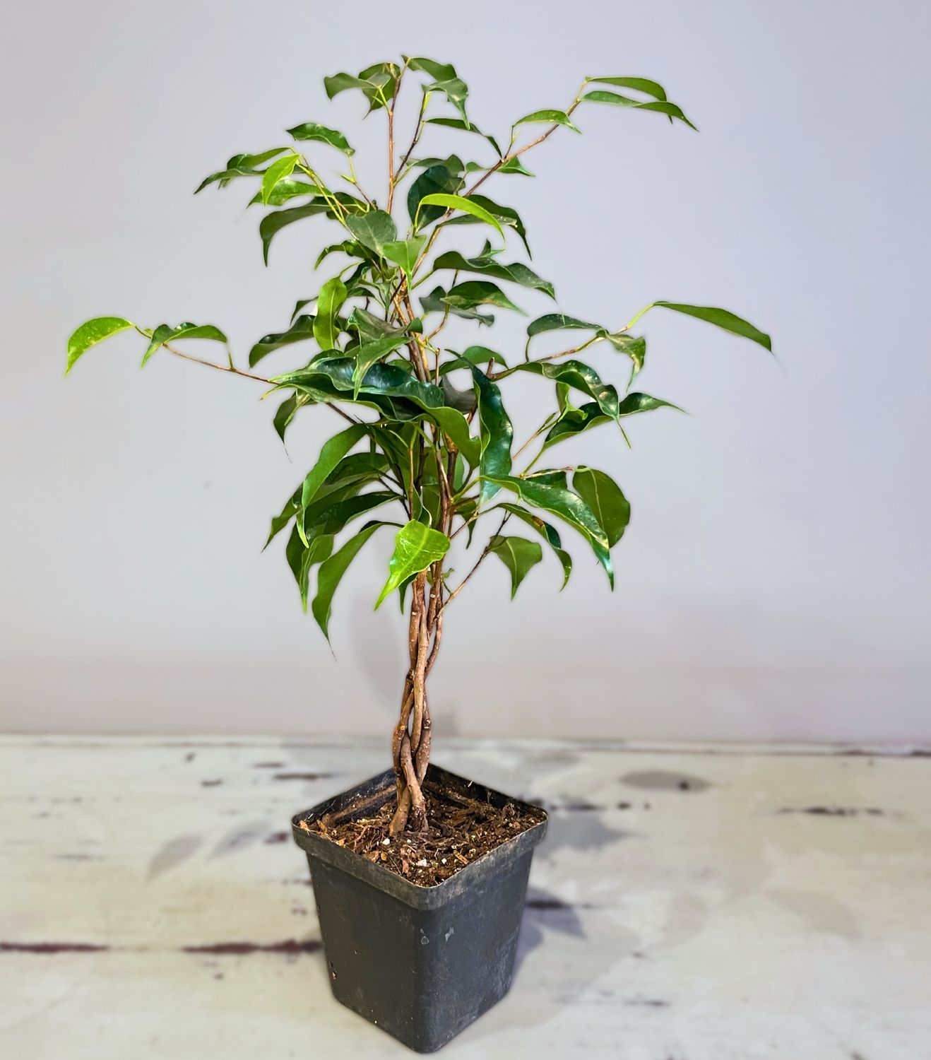 Weeping Fig miniature