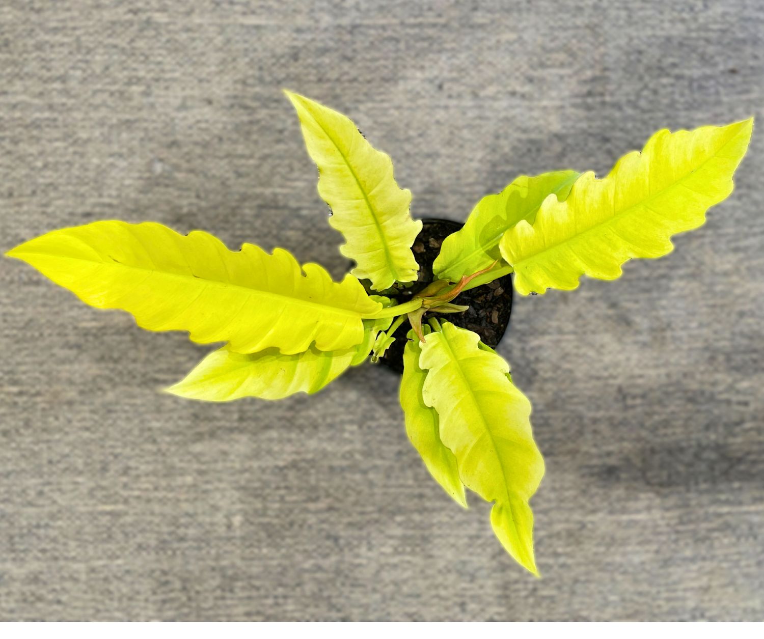 Golden saw Philodendron Golden saw Philodendron