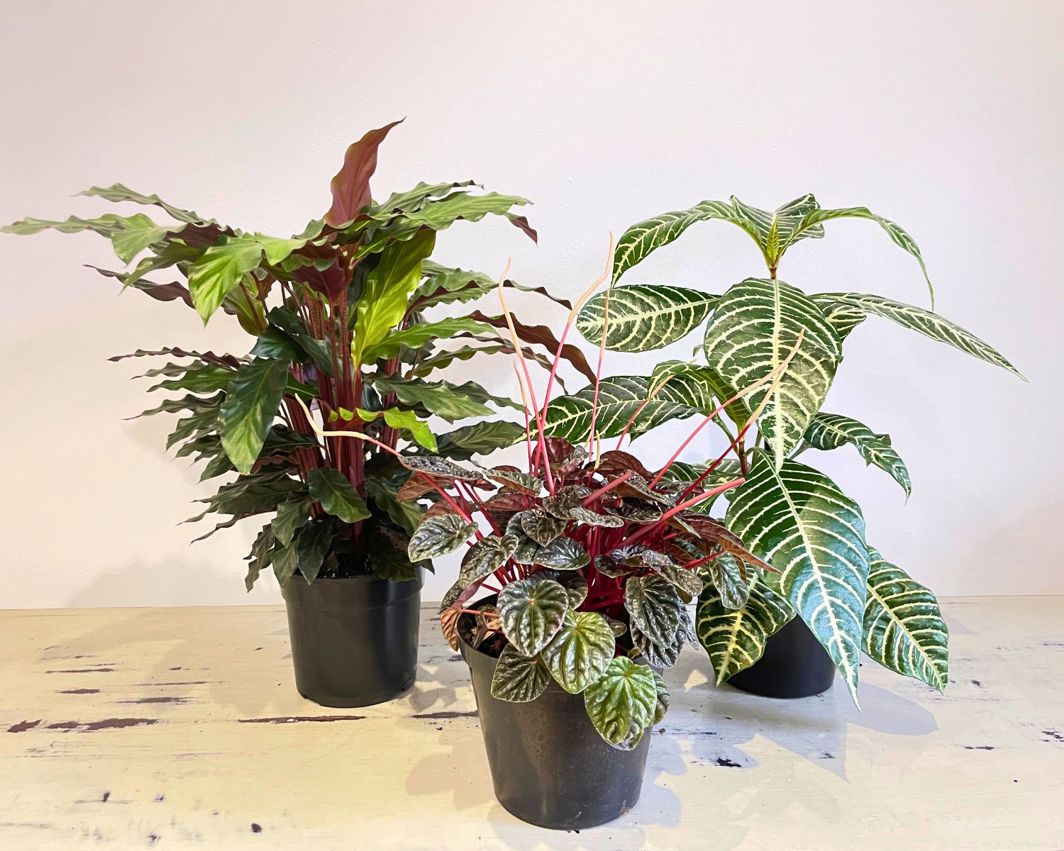 Bargain Bundle - November Bargain Bundle - November