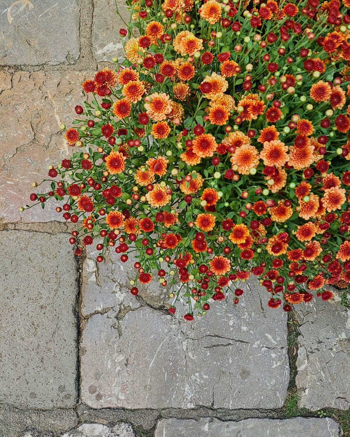 Chrysanth Smartie Chrysanth Smartie