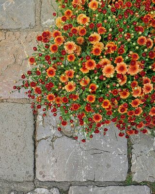 Chrysanth Smartie Chrysanth Smartie