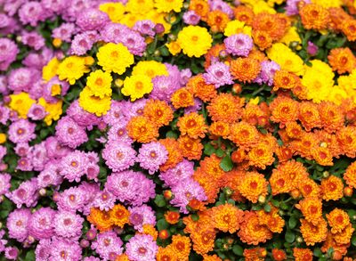 Chrysanth Smartie