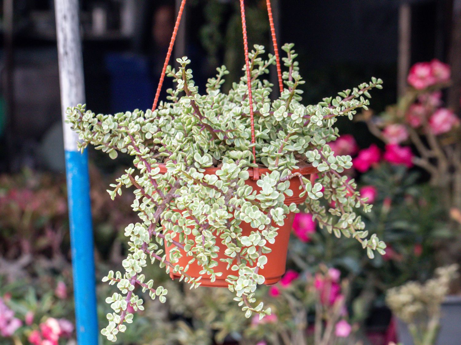 Dwarf Jade plant creeping variegated