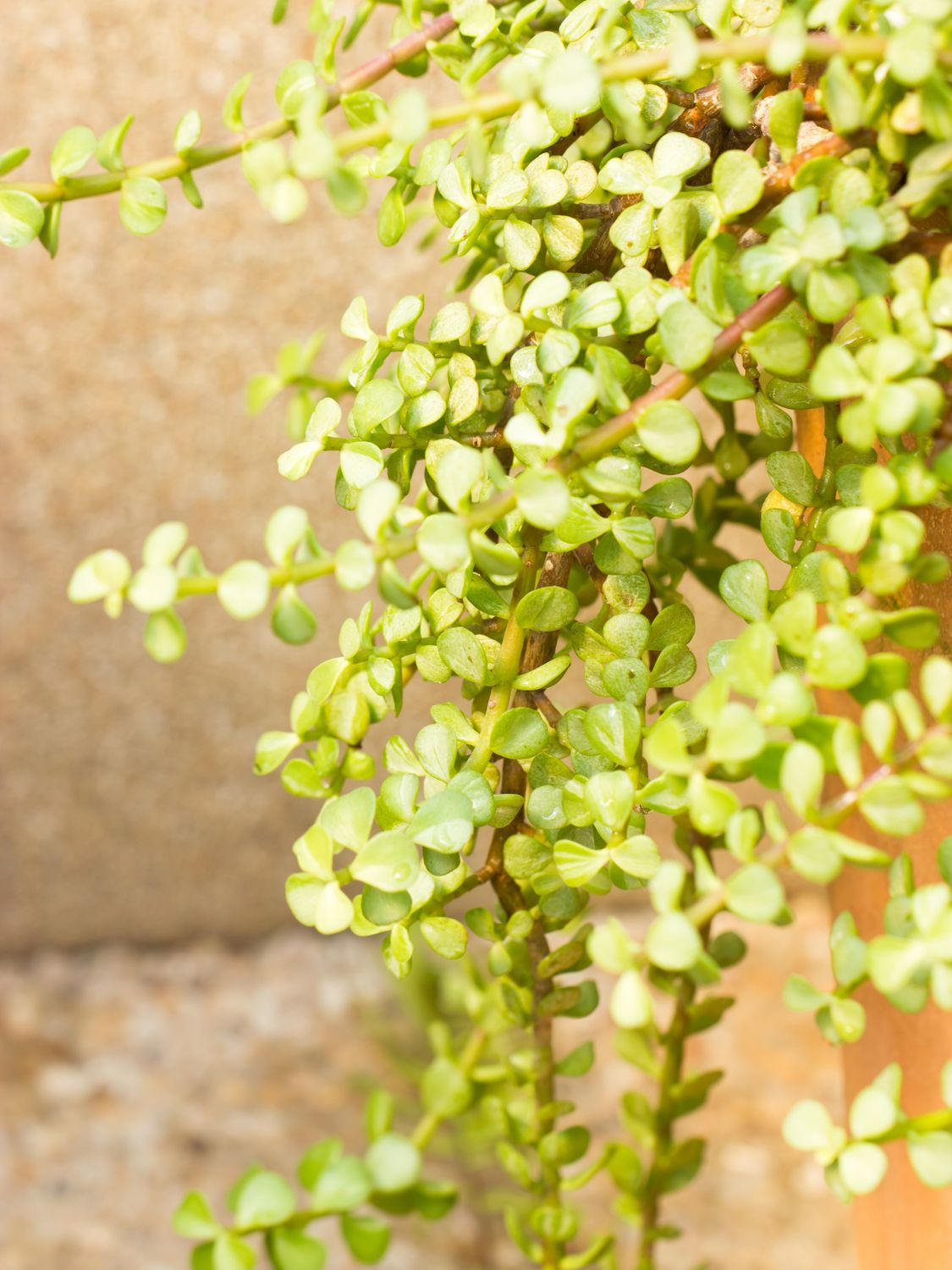 Dwarf Jade plant creeping