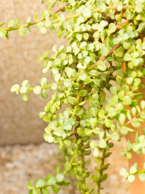 Dwarf Jade plant creeping