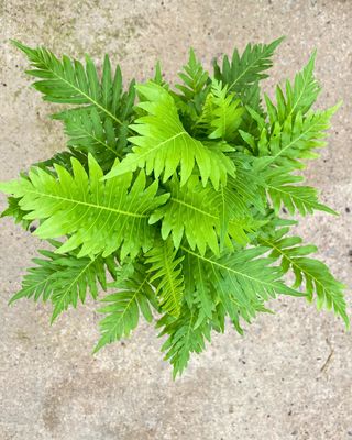 Silver lady fern Silver lady fern