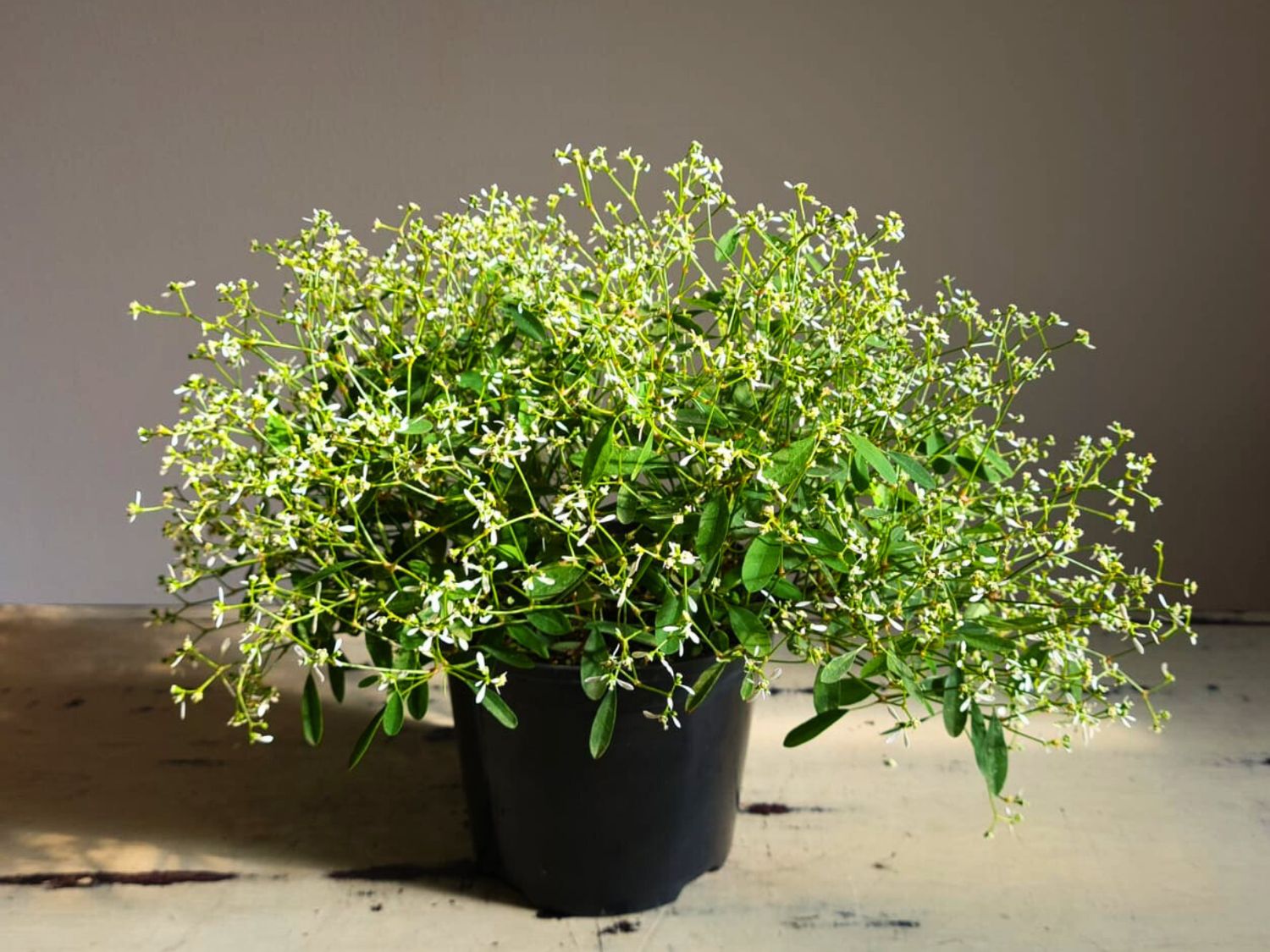 Bargain Bundle - December