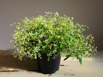 Bargain Bundle - December