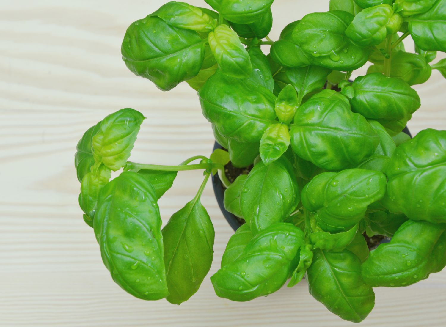 Herb Basil Sweet Genovese Herb Basil Sweet Genovese