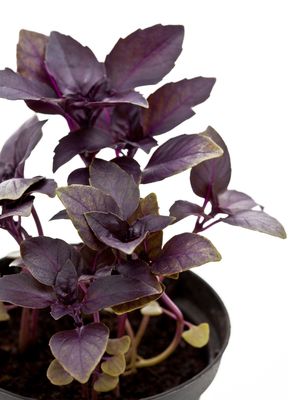 Herb Basil Dark Lady Herb Basil Dark Lady