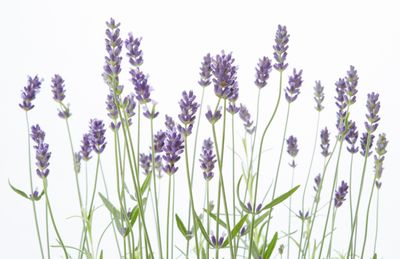 Herb Lavender Margaret Roberts