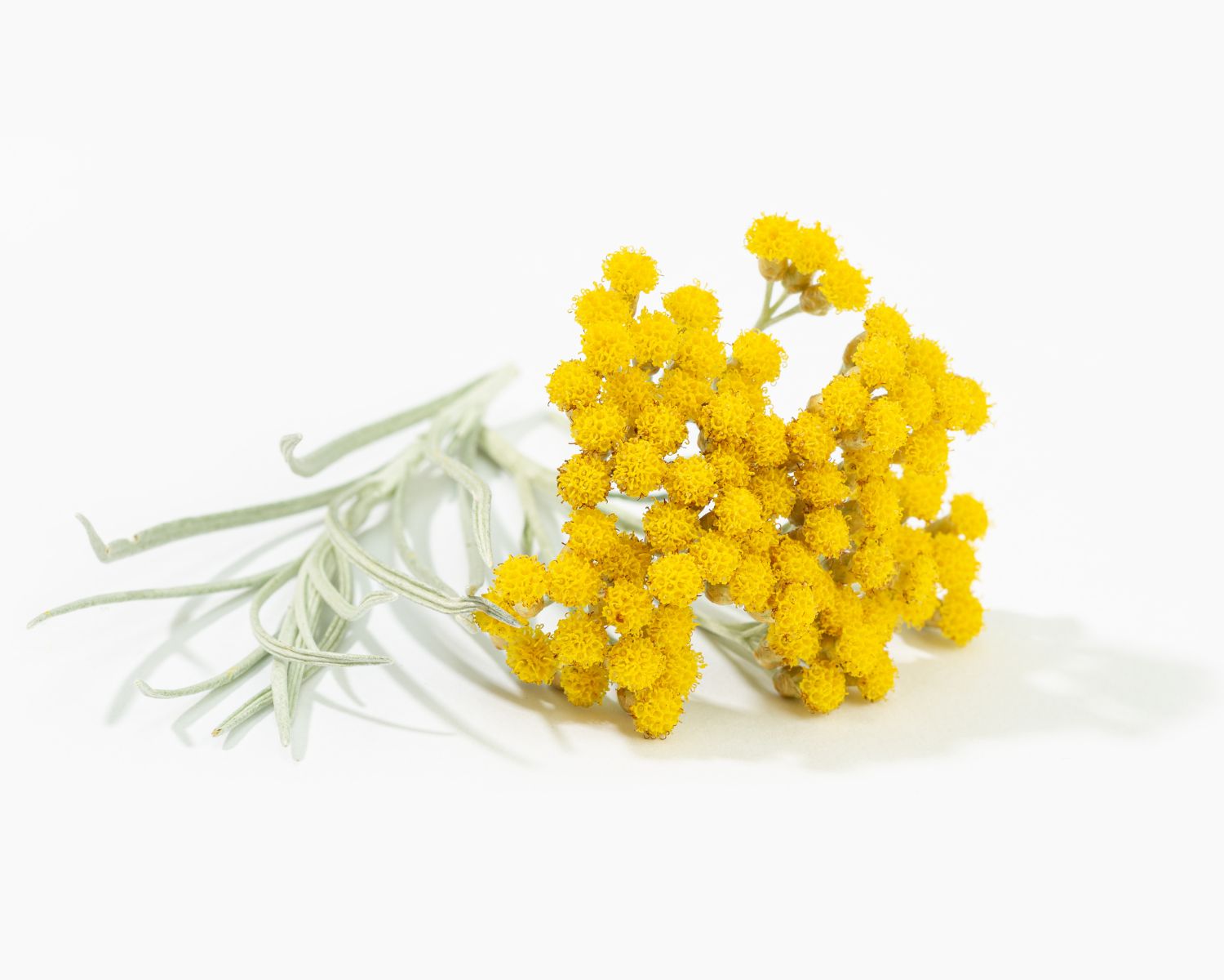 Curry bush Curry bush