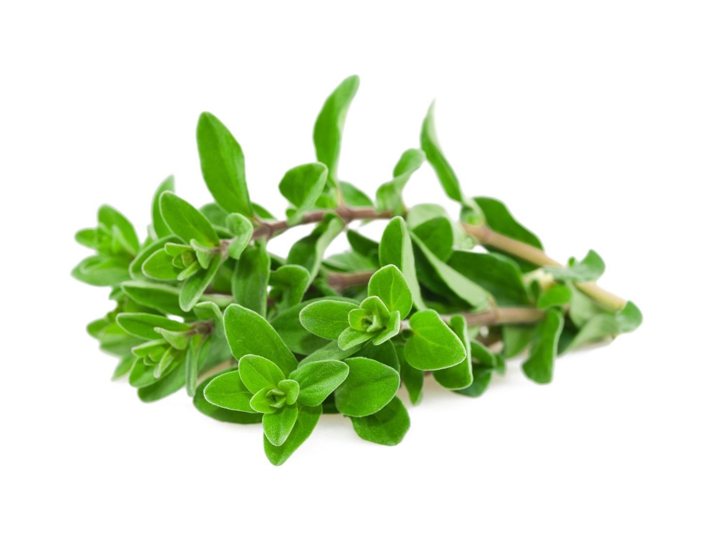 Herb Origanum hot and spicey Herb Origanum hot and spicey
