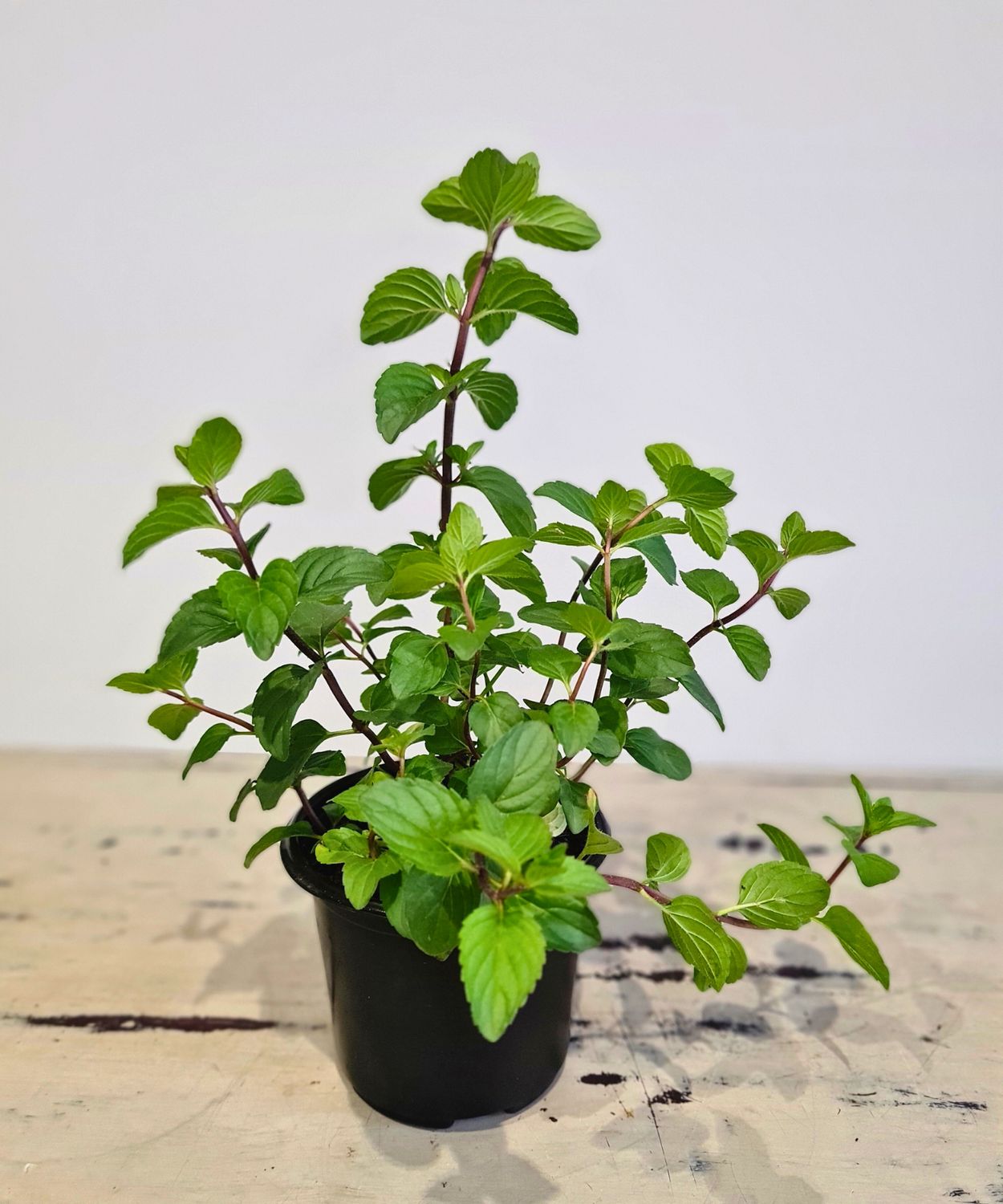 Herb Black Peppermint Herb Black Peppermint