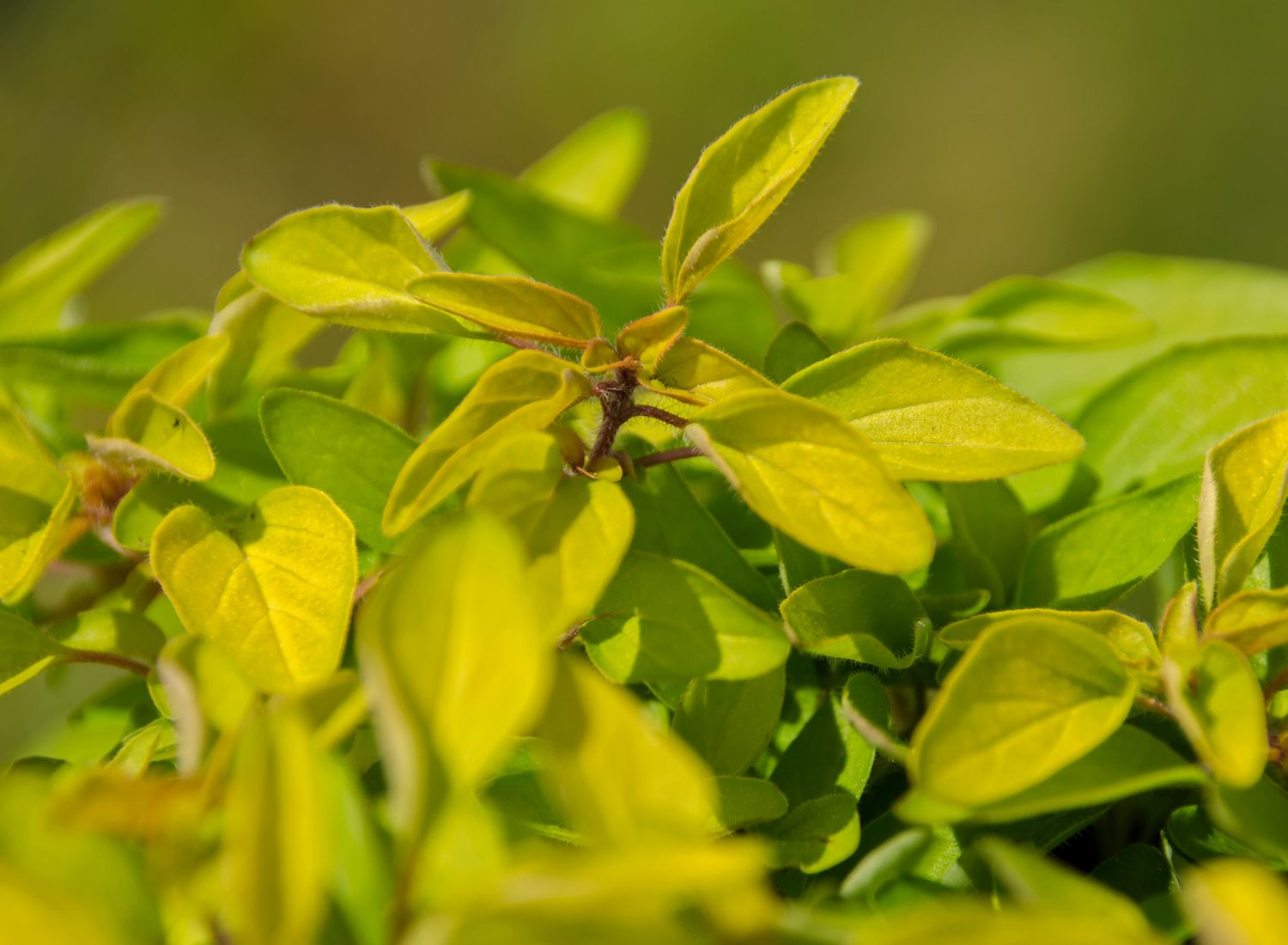 Herb Origanum golden creeper Herb Origanum golden creeper