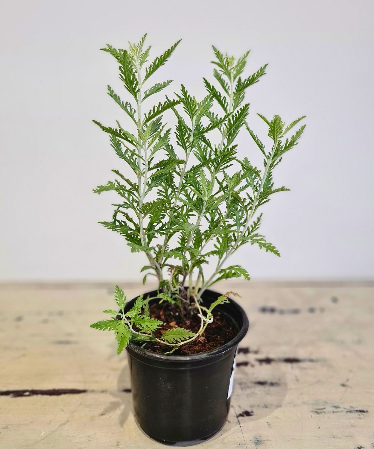 Herb Russian Sage Herb Russian Sage