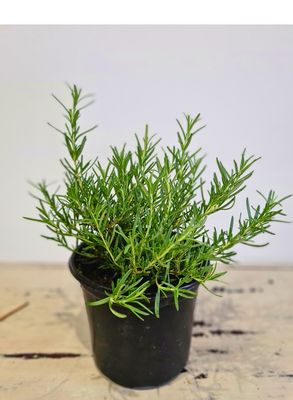 Herb Ginger Rosemary