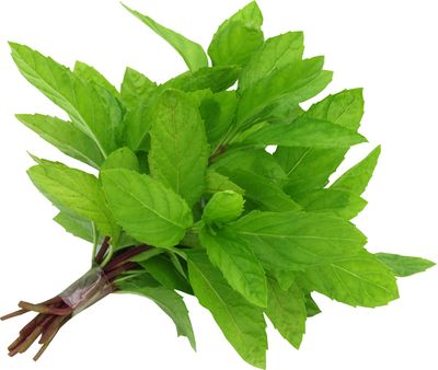 Herb Garden Peppermint Herb Garden Peppermint