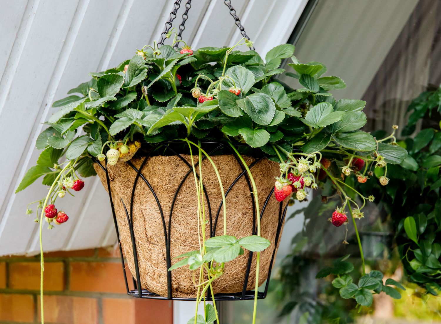 Herb Strawberry Fresca Herb Strawberry Fresca