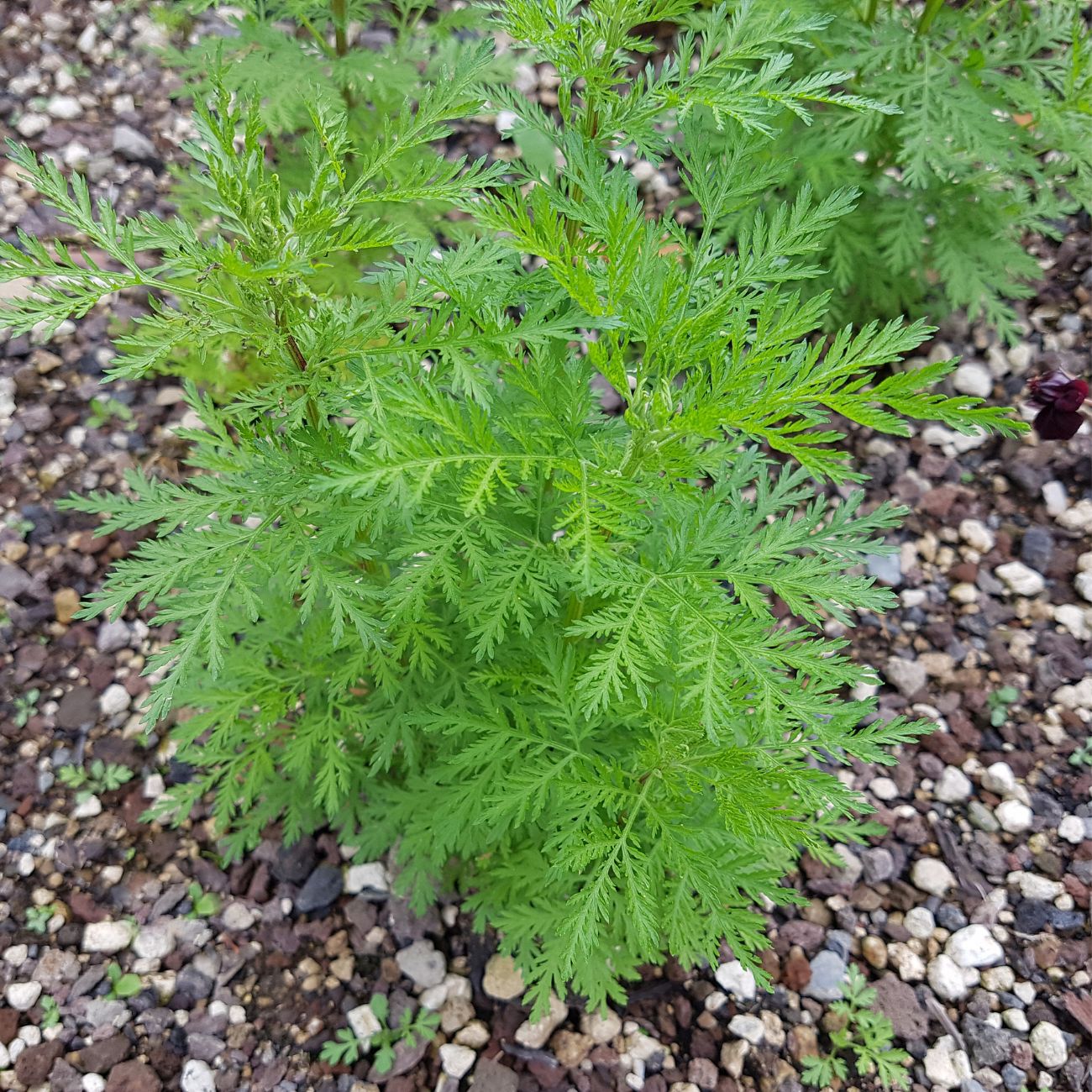 Herb African wormwood Herb African wormwood