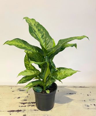 Leopard lily memoria corsii Leopard lily memoria corsii