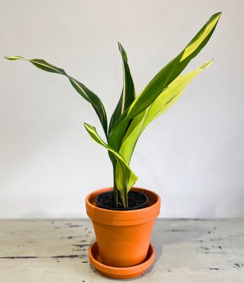 Variegated cast-iron plant