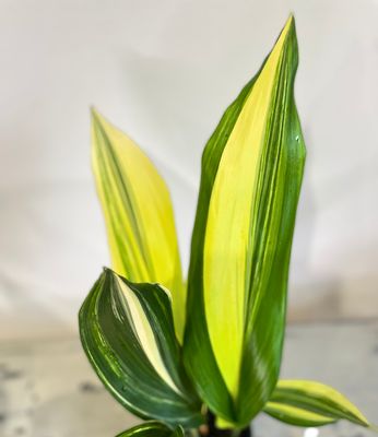 Variegated cast-iron plant