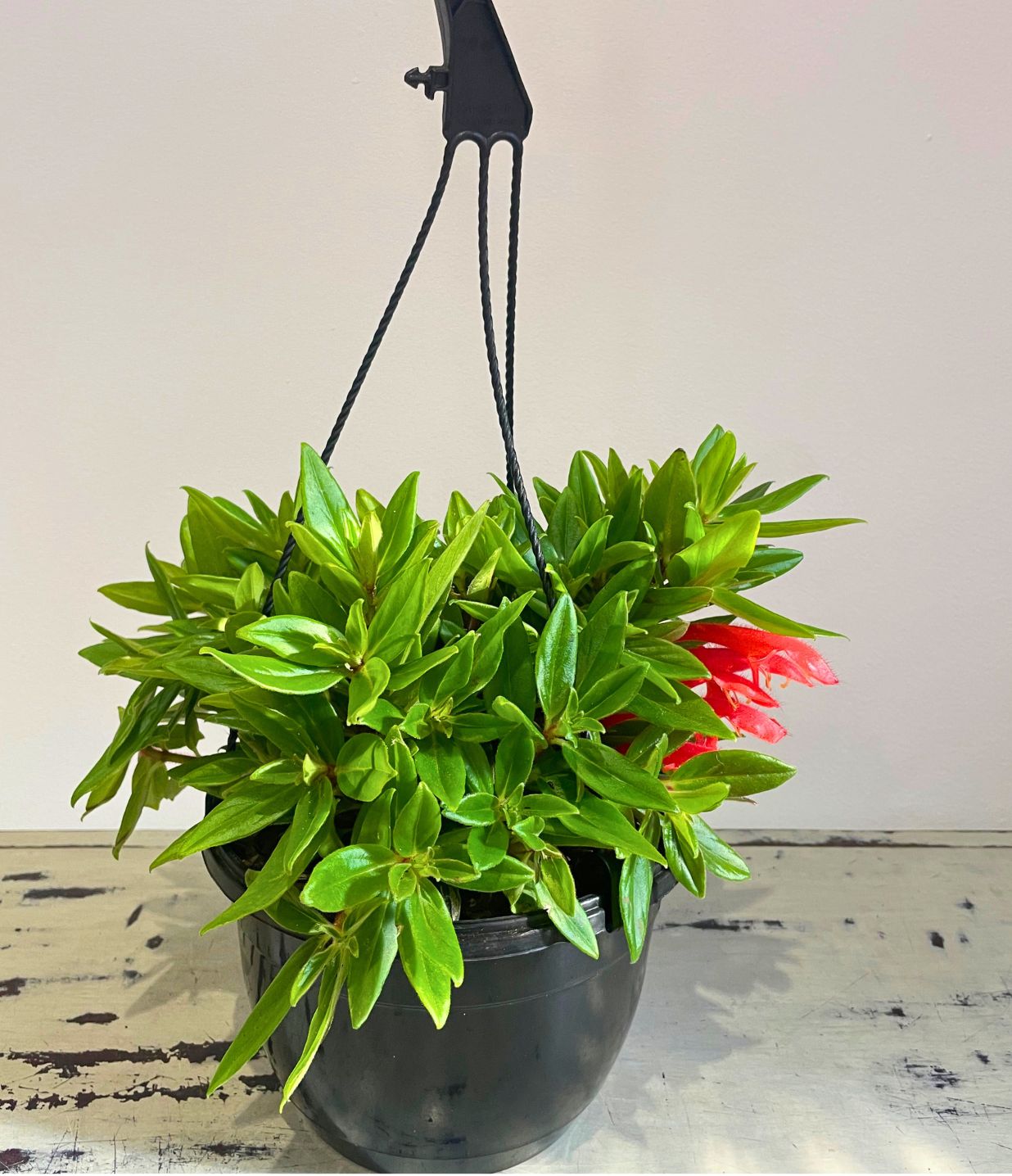 Dancing Dolphins Dancing Dolphins