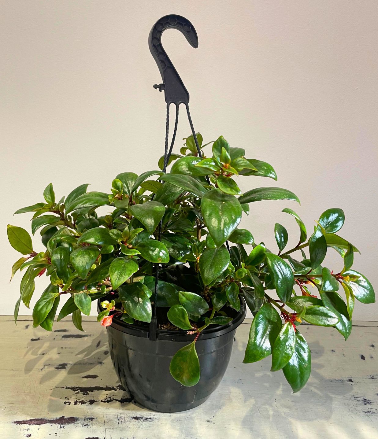 Striped Goldfish Plant