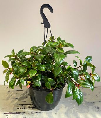 Striped Goldfish Plant Striped Goldfish Plant