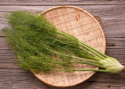 Herb Fennel Sweet Florence