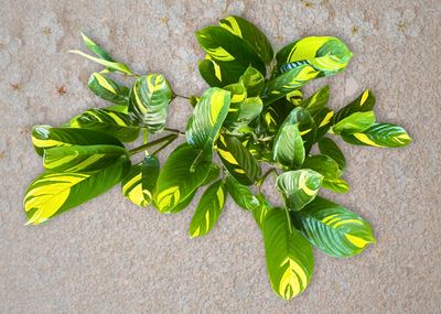 Golden mosaic prayer plant