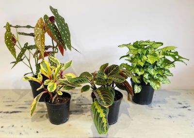 Bargain Bundle - January