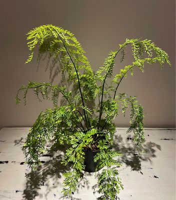 Mother Fern Mother Fern