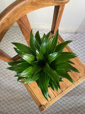 Corn Plant - Compacta Corn Plant - Compacta