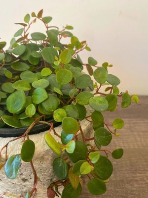 String of Coins String of Coins