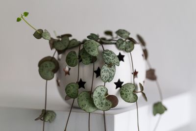 String of Hearts